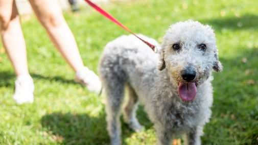 White medium-size dog on a lead looking at the camera, with the legs of someone holding the lead behind.